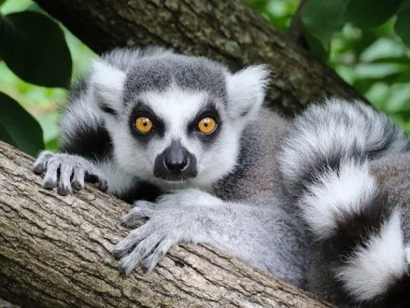 u-kiyivskomu-zooparku-narodivsya-lemur-yogo-nazvali-bayraktarom