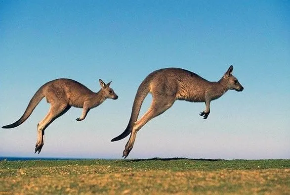 v-ekoparku-u-kharkovi-pid-obstrilami-zaginuli-kenguru