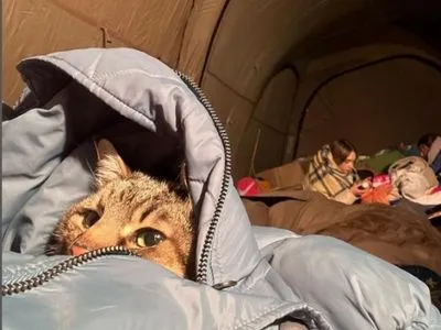 В наш дом пришла война: известный харьковский кот Степан и его владелица эвакуировались во Францию