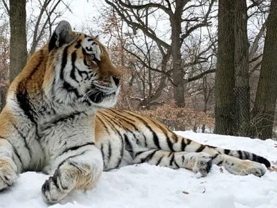 В американському зоопарку помер тигр Путін