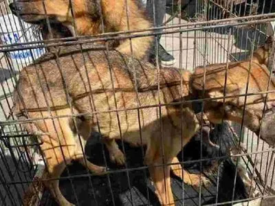 Киевщина: более 300 собак погибли в приюте для животных из-за войны