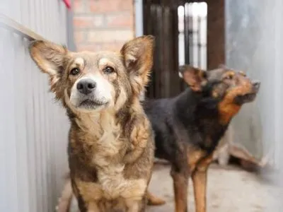 "В їхніх очах сум": з-під обстрілів у Маріуполі врятували собак та котів