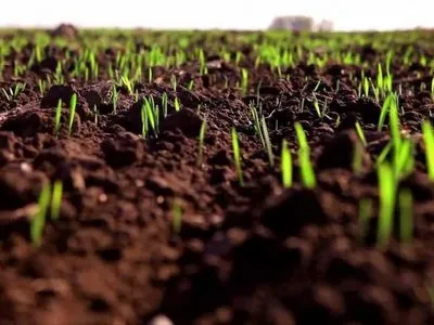 Посівна в Україні: бізнес роздає безкоштовне насіння