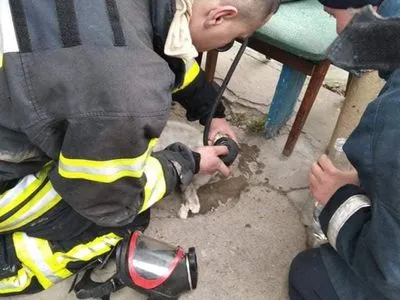 В Овруче во время ликвидации пожара работники ГСЧС эвакуировали 11 человек и спасли кота, с помощью кислорода его вернули к жизни