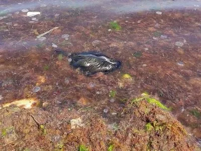 Возле Севастополя массово гибнут морские птицы: омбудсмен заявила, что рашисты варварски уничтожают экологию Крыма