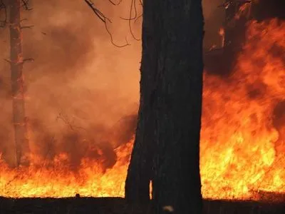 В Херсонській області окупанти забороняють гасити лісові пожежі