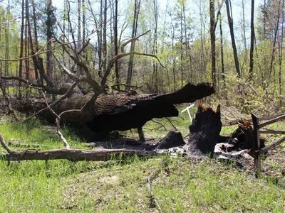 У заповіднику на Житомирщині окупанти спалили 600-річний дуб