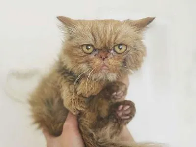 Кошка Шафа, спасенная из Бородянки, пока в больнице. Ее состояние тяжелое – соучредительница ЗооПатруля