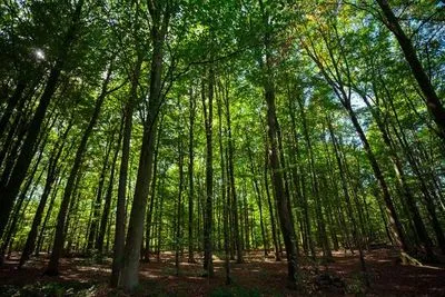 В Украине лесопользователи будут охранять и защищать леса по новым правилам
