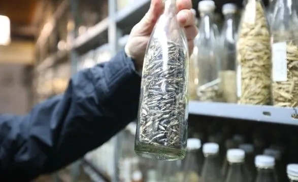Обстріл генетичного банку рослин у Харкові: зразки врятувати вдалося, але через знищене обладнання є проблеми з їх збереженням