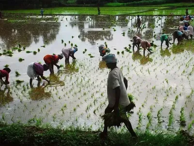 Після пшениці та цукру: Індія може обмежити експорт рису