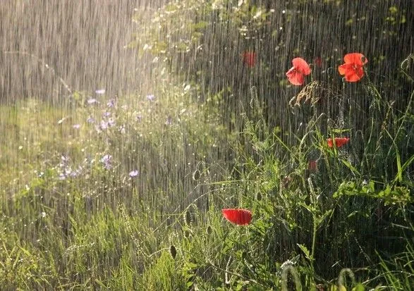 Дожди, грозы и жара до +31°: синоптики дали прогноз на выходные