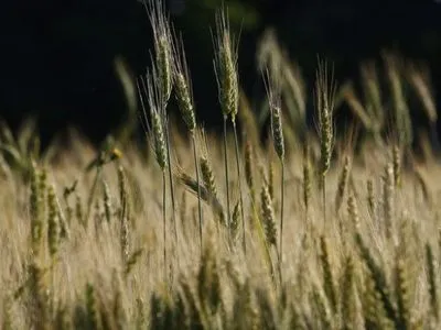 Из США сигнализируют о плохом урожае пшеницы на фоне продовольственного кризиса