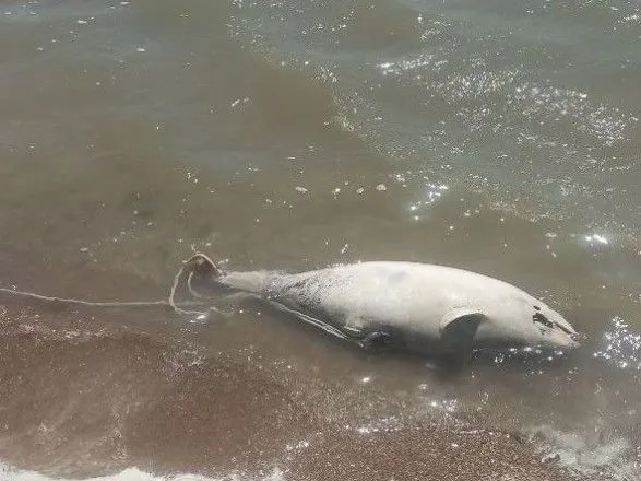 Эпидемия не угроза, а реальность: в Азовском море начали умирать дельфины