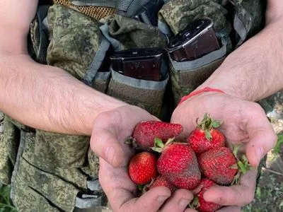 В Херсонской области оккупанты нанимаются к местным собирать клубнику – ОК "Юг"
