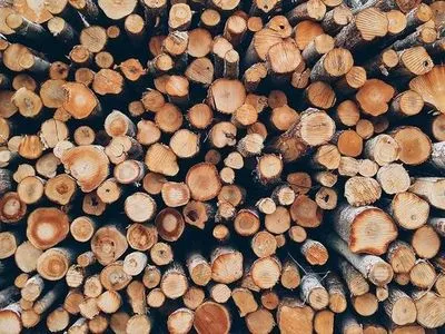 путинфляция: полякам разрешили собирать дрова из-за роста цен на энергоносители