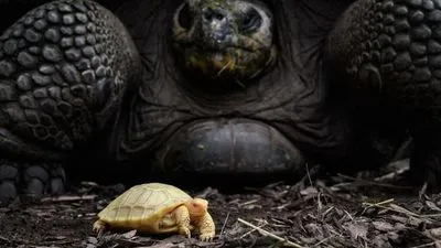 У швейцарському зоопарку народилася рідкісна галапагоська гігантська черепаха-альбінос