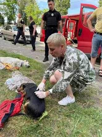 В одном из районов Киева обнаружили трупы собак: что случилось