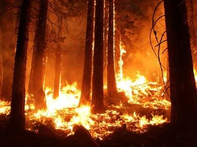 Во Франции вспыхнули лесные пожары