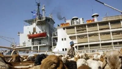 В порту Судана затонуло судно, на котором было 16 тысяч овец.