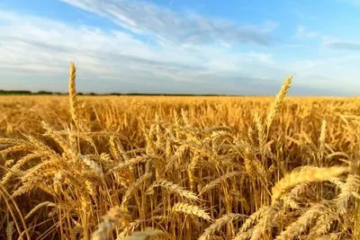 В Украине благоприятные погодные условия для урожая – Гидрометцентр