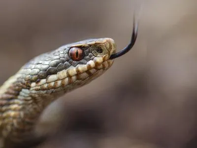 В Україні у 2022 році від укусів змій постраждало 26 людей
