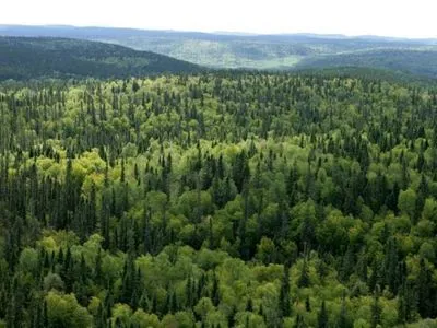 ВР приняла закон о сохранении украинских лесов