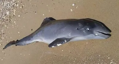 Внаслідок вторгнення рф у Чорному морі загинуло щонайменше три тисячі дельфінів