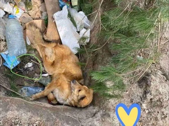 Бросили умирать в мусорной яме: в Киевской области спасли собаку, которую российские оккупанты избили и заминировали