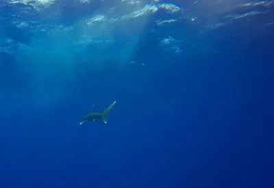 Вторая женщина погибла в результате нападения акулы в Красном море