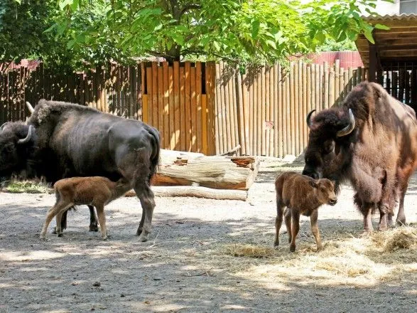 В Киевском зоопарке родилось два бизона: показали милые фото