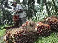 Індонезія скасовує мито на експорт пальмової олії до 31 серпня