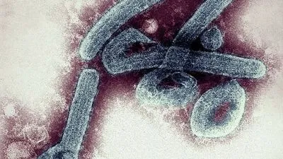 Гана повідомляє про перший спалах вірусу Марбург