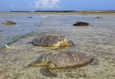 Десятки морських черепах були зарізані біля берегів Японії