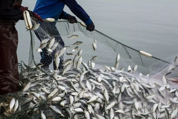 Кабмин дал старт реформе рыбной отрасли