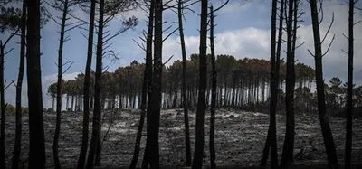 Лесные пожары во Франции оказались поджогами