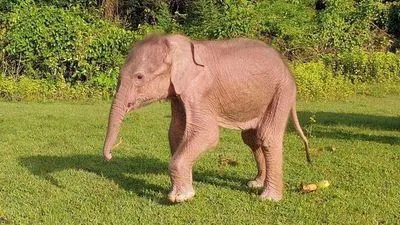 В М'янмі народився рідкісний білий слон