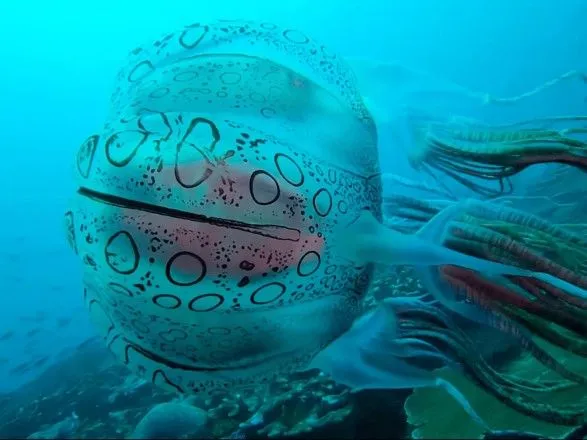 Ужасно красиво: у берегов Папуа-Новая Гвинея сняли чрезвычайно редкую и красивую медузу, которую описывали ученые еще в 2005 году