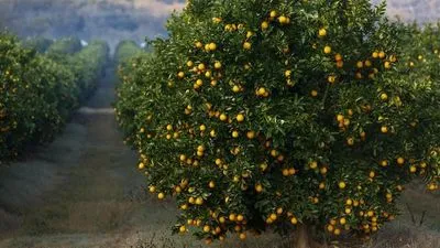 Тонны фруктов застряли в "битве апельсинов" между ЕС и Южной Африкой