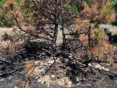 Заповідна Кінбурнська коса в окупації досі потерпає від лісових пожеж
