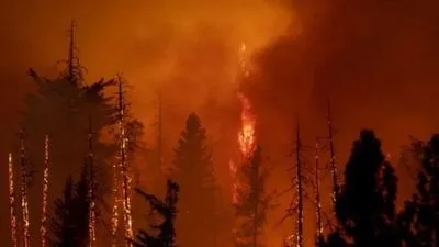 "Огненный смерч": в результате пожаров в лесах Алжира погибли 38 человек