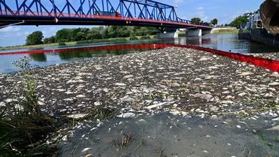 Масовий мор риби: німецька лабораторія виявила надмірний рівень пестицидів у річці Одер