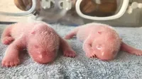 В Китаї народилася рідкісна пара близнюків панди: відео