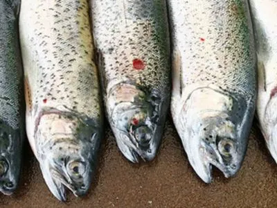 Скумбрія з паразитами та отруєння: клієнти магазину “Егерзунд” скаржаться на неякісну рибу