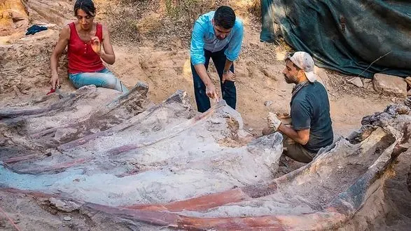 v-portugaliyi-znayshli-skelet-velicheznogo-dinozavra