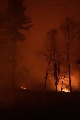 На Миколаївщині горять ліси через обстріли окупантів: збитки довкіллю сягнули понад 111 млн грн