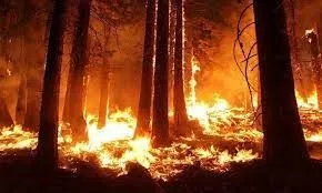 На севере Казахстана вспыхнул масштабный лесной пожар
