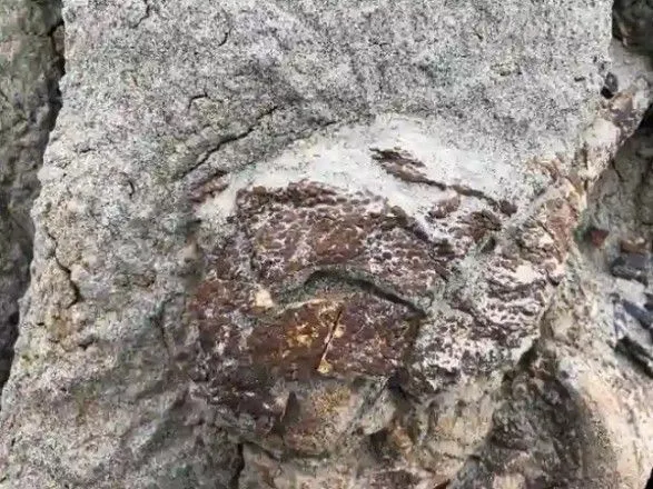 Археологи виявили скелет динозавра, який вкритий шкірою