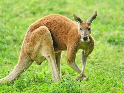 Был домашним любимцем: 77-летнего австралийца убил кенгуру