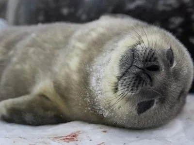 Мимишность зашкаливает: возле станции "Академик Вернадский" родились детеныши тюленей